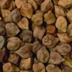 BLACK CHANA